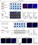 EHD2 Antibody in Western Blot (WB)