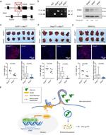 EHD2 Antibody in Western Blot (WB)