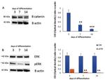 beta Catenin Antibody in Western Blot (WB)