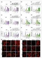 Jagged1 Antibody in Western Blot (WB)