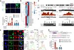 SIGLEC15 Antibody in Immunocytochemistry (ICC/IF)