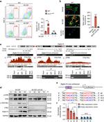 SIGLEC15 Antibody in Flow Cytometry (Flow)