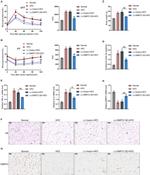 DMRT2 Antibody in Immunohistochemistry (IHC)