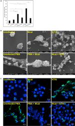 Myeloperoxidase Antibody in Immunocytochemistry (ICC/IF)