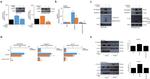 Caspase 1 Antibody in Western Blot (WB)