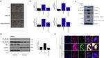 Caspase 1 Antibody in Western Blot (WB)