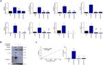 Caspase 1 Antibody in Western Blot (WB)