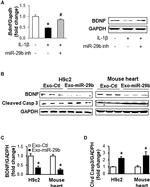 BDNF Antibody in Western Blot (WB)