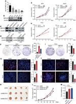 ABCC6 Antibody in Western Blot (WB)