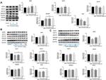 RIMKLB Antibody in Western Blot (WB)