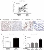 HOXD4 Antibody in Immunohistochemistry (IHC)