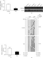 CDKN2B Antibody in Western Blot (WB)