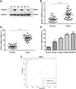 PSMC2 Antibody in Western Blot (WB)
