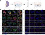 CRB3 Antibody in Immunohistochemistry (IHC)