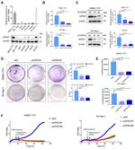 GPR27 Antibody in Western Blot (WB)