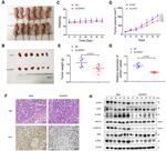 GPR27 Antibody in Western Blot (WB)