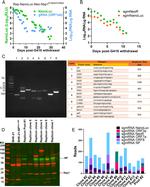 SARS-CoV-2 NSP1 Antibody in Western Blot (WB)
