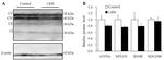 OxPhos Rodent WB Antibody in Western Blot (WB)