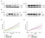 TRPV1 Antibody in Western Blot (WB)
