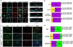 Complement C3 Antibody in Immunohistochemistry, Immunocytochemistry (IHC, ICC/IF)