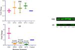 Estrogen Receptor alpha Antibody in Western Blot (WB)