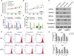 CHAC1 Antibody in Western Blot (WB)