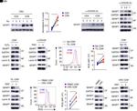 SENP7 Antibody in Western Blot (WB)