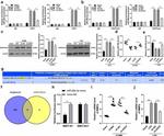 EZH2 Antibody in ChIP Assay (ChIP)