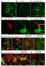 GFP Antibody in Immunohistochemistry (IHC)