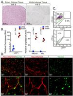 NEFL Antibody in Immunohistochemistry, Immunocytochemistry (IHC, ICC/IF)