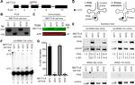 METTL8 Antibody in Western Blot (WB)