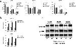 Cyclin B1 Antibody in Western Blot (WB)