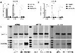 Cdc25B Antibody in Western Blot (WB)