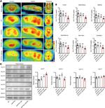 SGLT1 (extracellular) Antibody in Western Blot (WB)