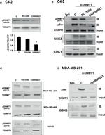 DNMT1 Antibody in Western Blot (WB)