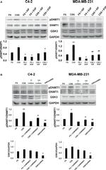 DNMT1 Antibody in Western Blot (WB)