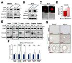 TRIM28 Antibody in Immunohistochemistry, Immunocytochemistry (IHC, ICC/IF)