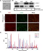 GLUT1 Antibody in Western Blot (WB)