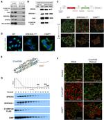SPATA5L1 Antibody in Immunoprecipitation (IP)