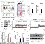 CaV3.1 Antibody in Western Blot (WB)