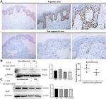 RGR Antibody in Western Blot, Immunohistochemistry (WB, IHC)