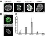 MDC1 Antibody in Immunocytochemistry (ICC/IF)