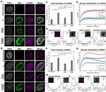 MDC1 Antibody in Immunocytochemistry, Proximity Ligation Assay (PLA) (ICC/IF, PLA)