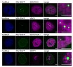 MDC1 Antibody in Immunocytochemistry (ICC/IF)