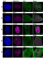 MDC1 Antibody in Immunocytochemistry (ICC/IF)
