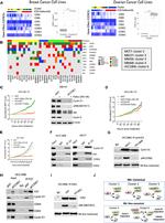 Cyclin D1 Antibody in Western Blot, Immunoprecipitation (WB, IP)