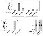 uPAR Antibody in Western Blot (WB)