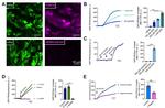 TAS2R14 Antibody in Immunocytochemistry (ICC/IF)