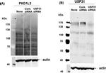 PKD1L3 Antibody in Western Blot (WB)