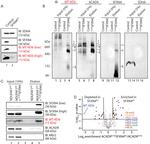 MT-ND6 Antibody in Western Blot (WB)